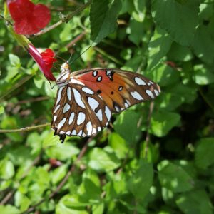 DONOR HUBS Gulf Fritillary Butterfly