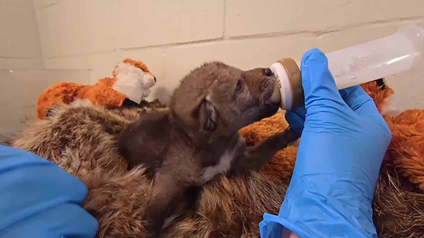 San Diego Humane Society releases nine orphaned coyotes back into the wild