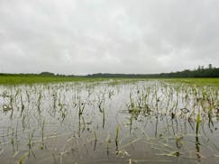 A flooded field near Backus, Minn., on Tuesday, June 18, 2024. (Kim Hyatt/Star Tribune)