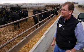 Tom Revier looked over a pen full of black angus steers that are about 60-days from sending to slaughter during a tour of his facility. ] ANTHONY SOUF