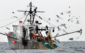 Gulls follow a commercial fishing boat as crewmen haul in their catch in the Gulf of Maine in 2012. A Supreme Court ruling on a case involving deep-se