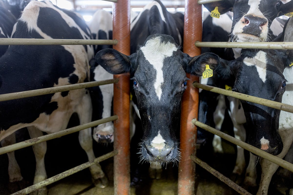 Dairy cows crowd a fence waiting to be milked in Ridgeway, Minn., in April.