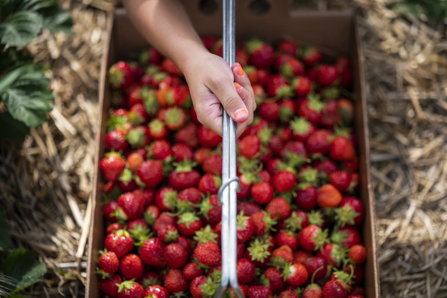 Kamryn Stainbrook, 7, of Rogers picked strawberries at Berry Hill Farm.