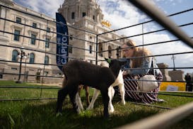 Erin Campbell, commissioner of Minnesota Management and Budget, stopped by a pen to pet three lambs from Gale Woods Farm that were on the State Capito