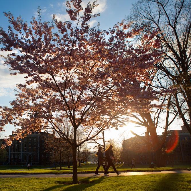 		Tree in bloom at sunrise
	