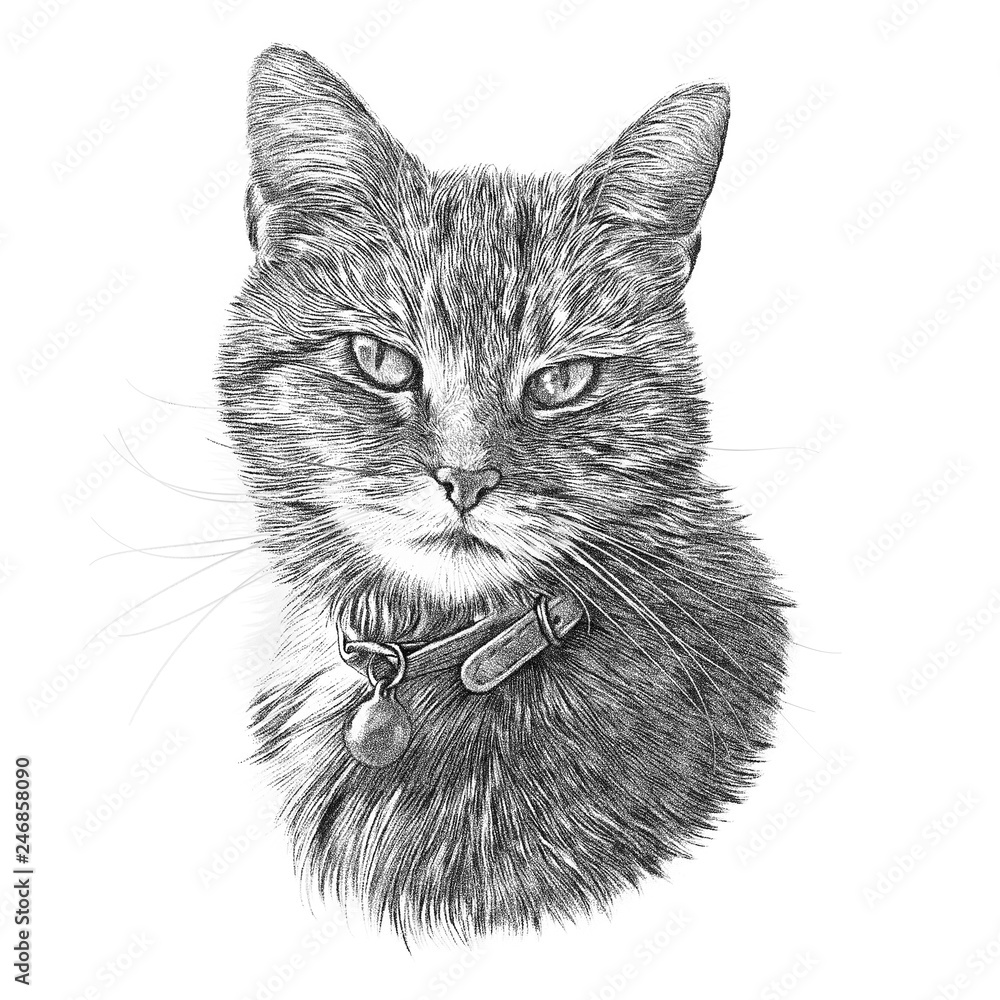 Black and White Drawing of a cute Cat. Cat head isolated on white background.  Pencil, ink