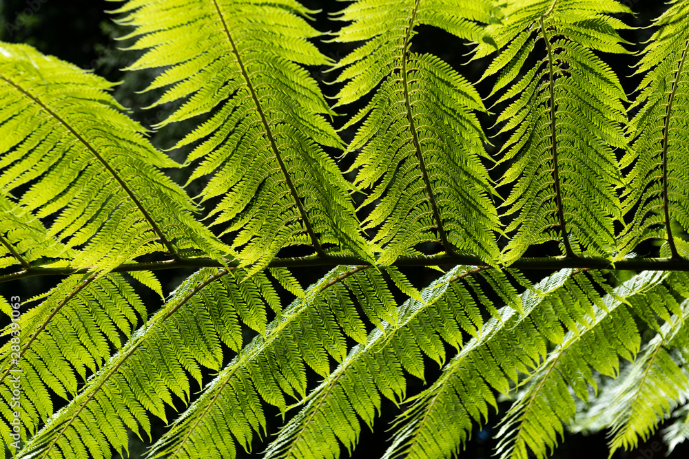 Dicksonia antarctica (soft tree fern, man fern) is a species of ...