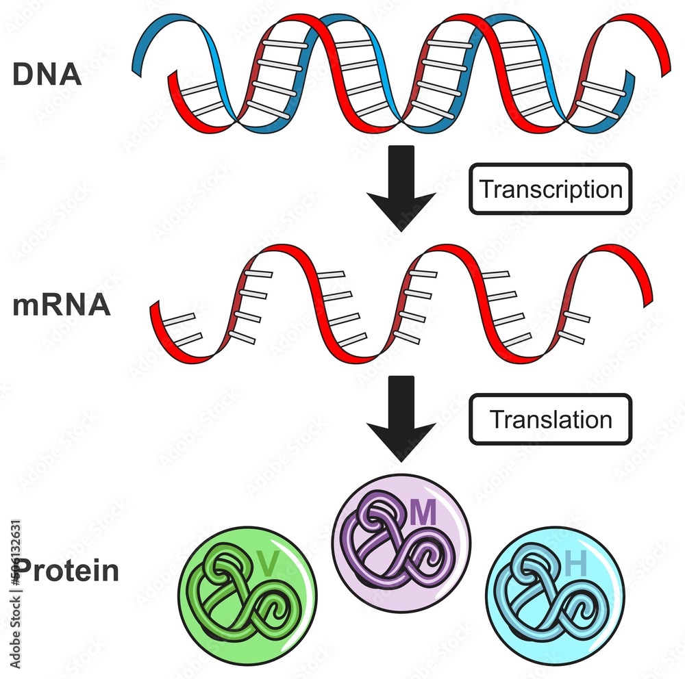 Fototapeta Central dogma of gene expression infographic diagram process ...