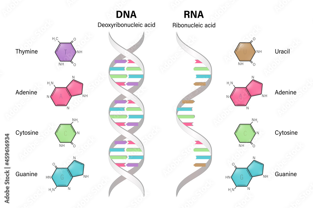 Difference Between Dna And Rna Structures