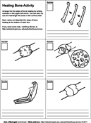 Bone healing worksheet