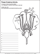 Flower Anatomy Worksheet