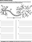 Neuron Anatomy