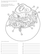 Animal Cell Worksheet