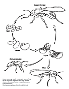 Ant Life Cycle