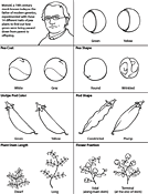 Mendel's Peas