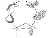 Monarch Life Cycle