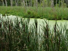 Cattails