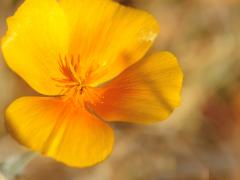 Poppy flower