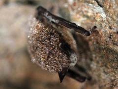 White-nose syndrome