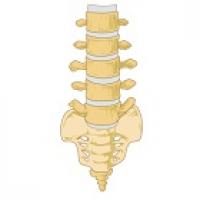 Lower spine