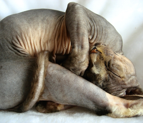 A curled, sleeping hairless cat