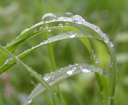 Rain on grass