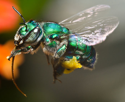 Orchid bee hovering