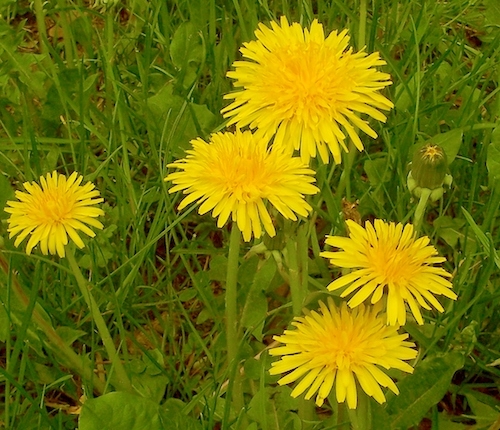 Dandelions