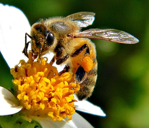 honeybee collecting nectar