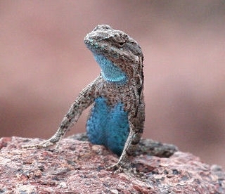 ornate tree lizard