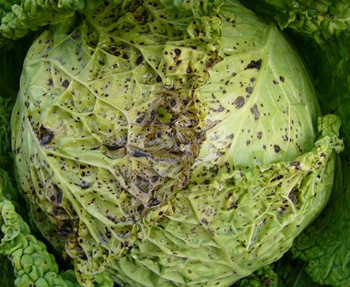 Cabbage with yellow turnip mosaic virus