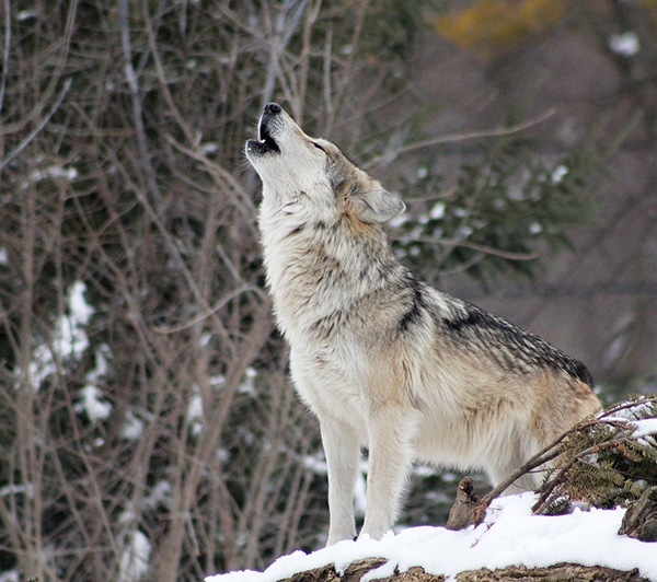 Grey wolf howling in the woods. 