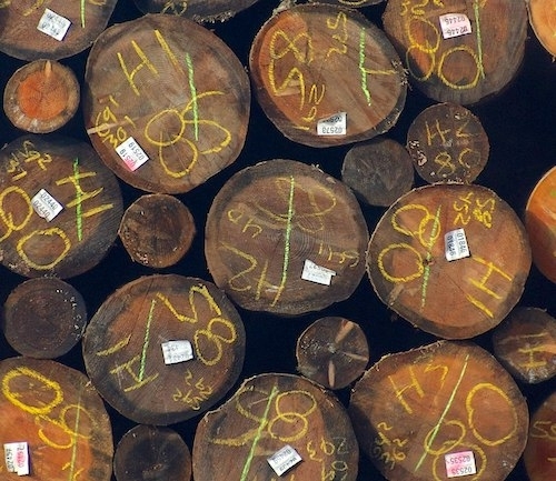 A stack of wood showing the cut ends of harvested logs