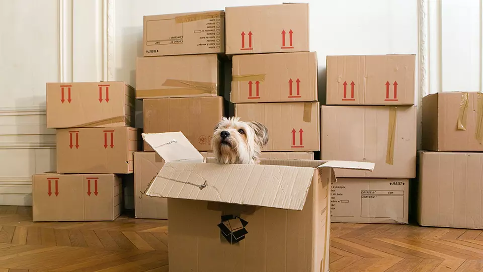 Pet dog sitting in a moving box.