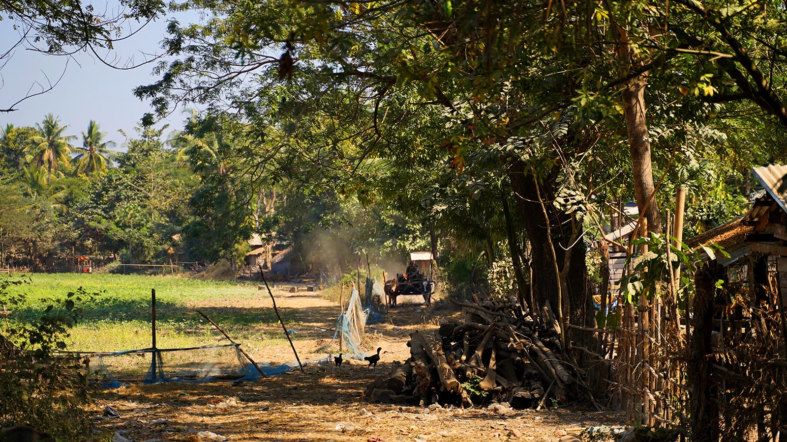 horse-drawn carriage coming along a path next to trees