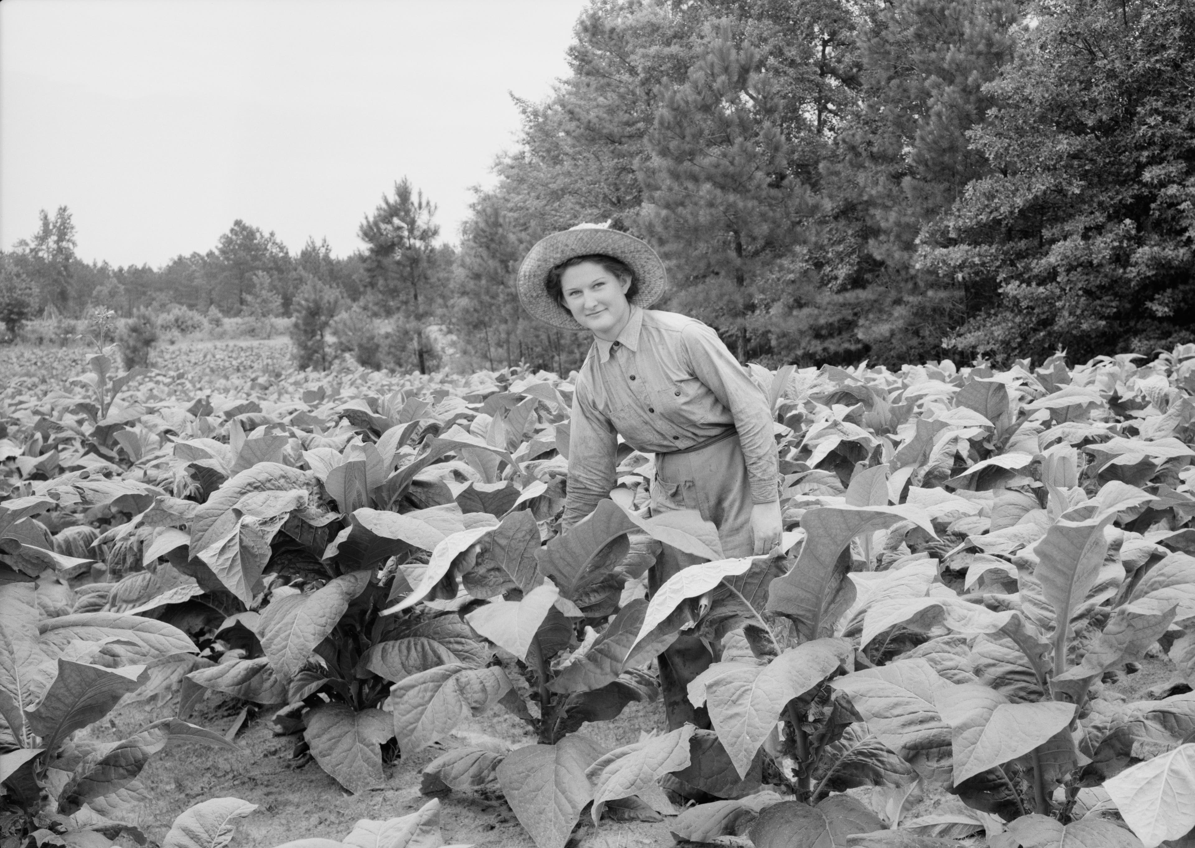 Owner&#039;s daughter topping tobacco. She has a patch of her own of about 1000 hills from which she will be given the proceeds. Her father buys her clothes and she can have the &quot;patch&quot; money for whatever she wants. She is in the eighth grade; says she doesn&#039;t learn as fast as she ought. Granville County, North Carolina. Artist Dorothea Lange. (Photo by Heritage Art/Heritage Images/via Getty Images)