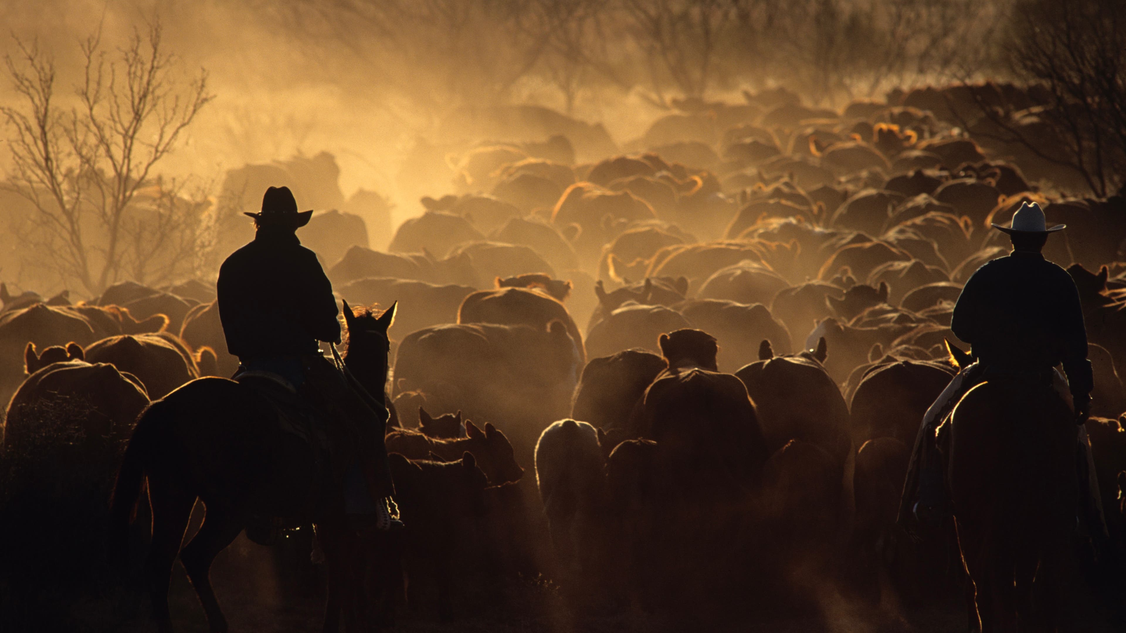 Two cowboys round up cattle on a cattle drive late in the day in 1996 on the Double Mountain River Ranch outside Raton, Texas.