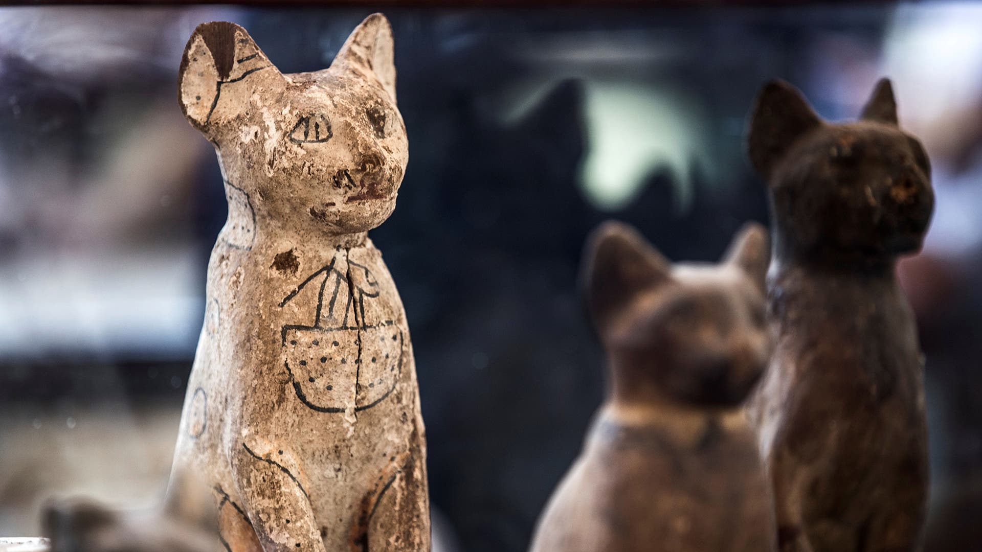 Statues of cats are displayed after the announcement of a new discovery carried out by an Egyptian archaeological team in Giza's Saqqara necropolis, south of the capital Cairo, on November 23, 2019.