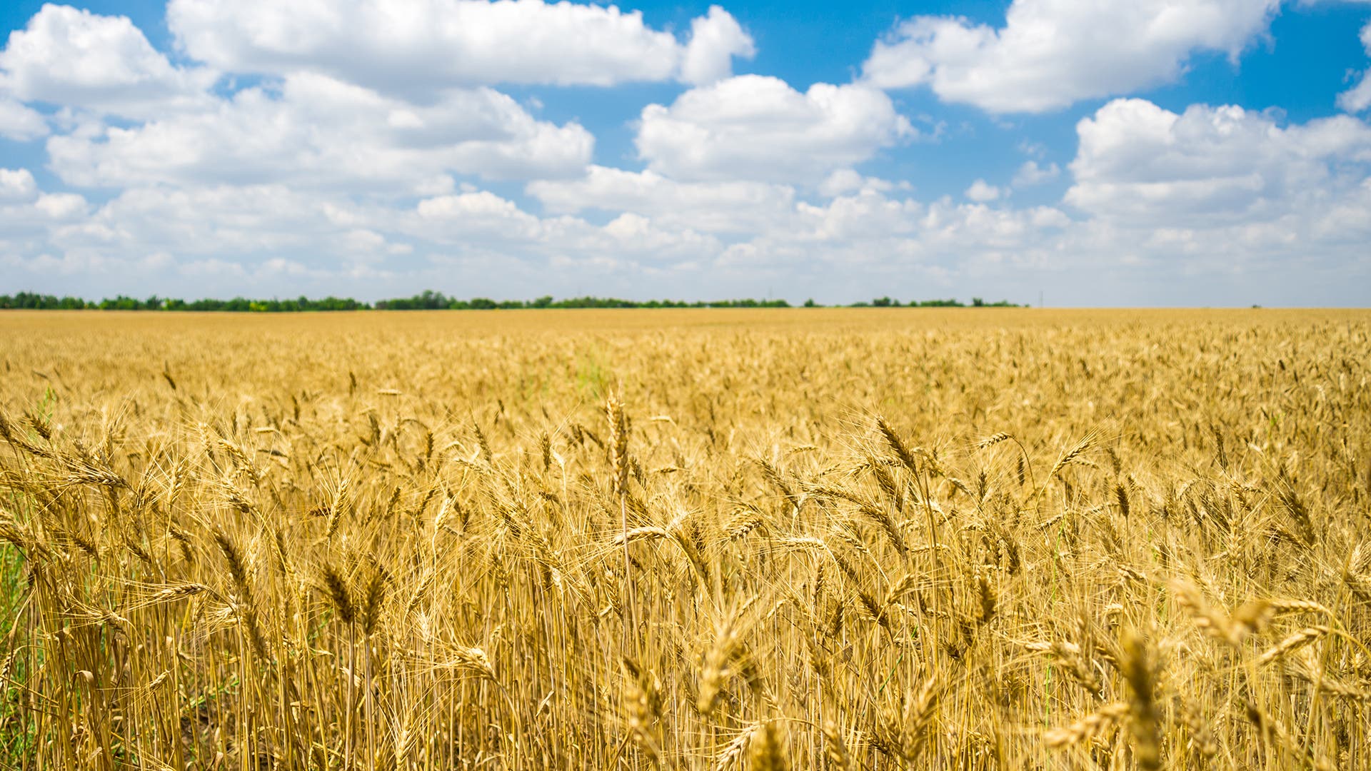 A wheat field in Mykolayiv, Ukraine.