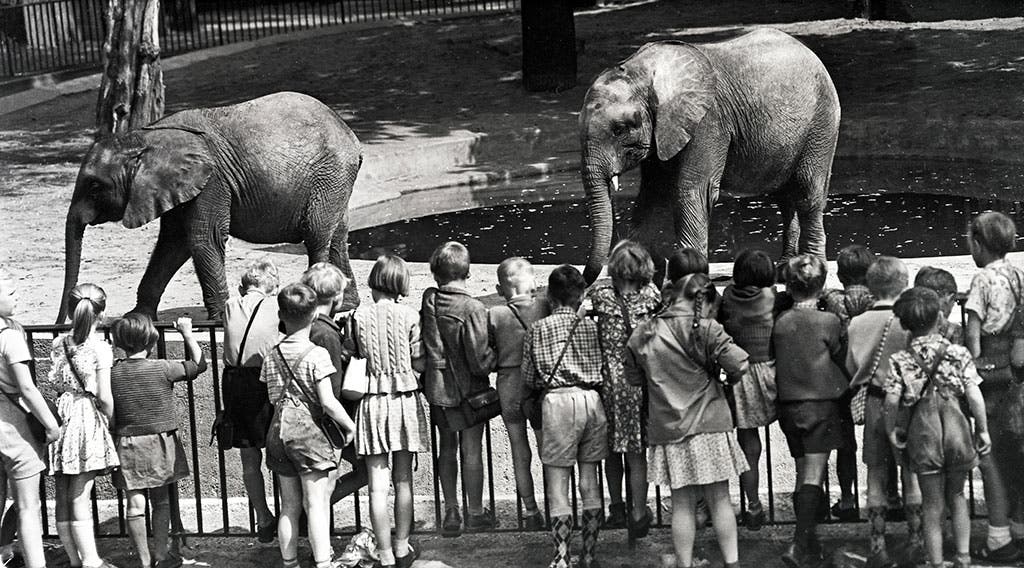 Berlin Zoo, June 1955.