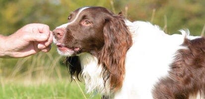 Brown and white cocker spaniel sniffing a person’s hand.