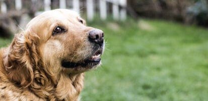 A happy older golden retriever.