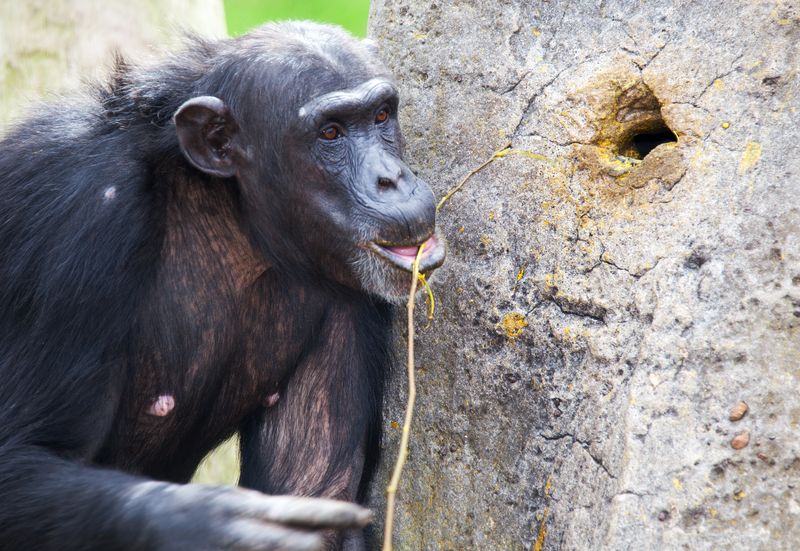 chimpanzee using twig as a tool to get termites out of a hole in a tree trunk