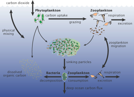 Diagram of carbon fluxes in the upper ocean.