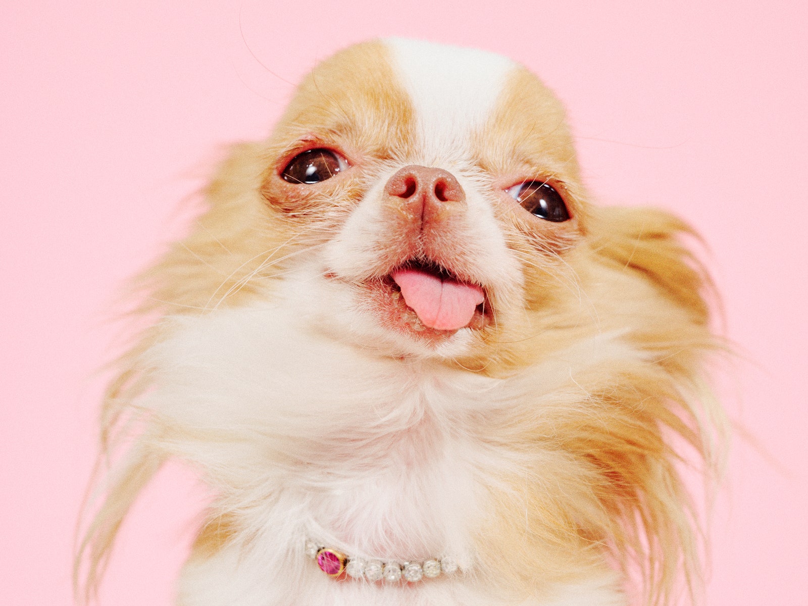 Pilaf, Demi Moore’s Micro Chihuahua, Was Born to Be a Megawatt Star