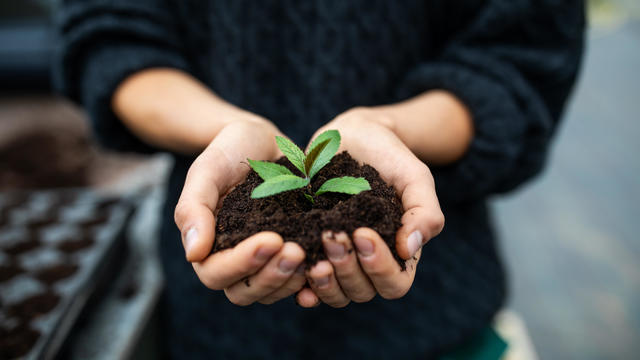 Female gardener holding a sapling with soil 