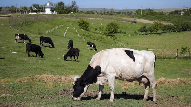 Denmark Livestock Tax 