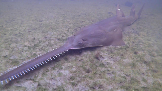 0629-samto-sawfishdeaths-benavides-3019025-640x360.jpg 