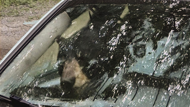 Bear Destroys Car 