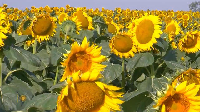 nature-sunflowers-1920.jpg 